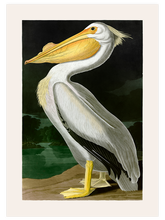 Vintage Pelikan - Art Print